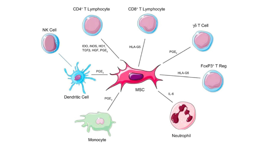 triatlón dentro Lógicamente 10 Beneficios de las Celulas Mesenquimales (MSC) - Curso Celulas Madre